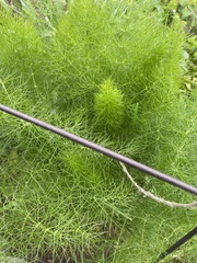 Foeniculum