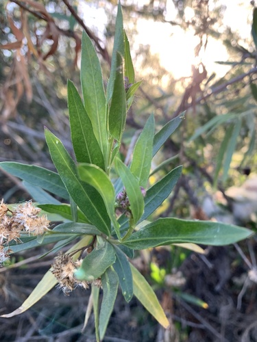 iNaturalist observation photo of mule fat