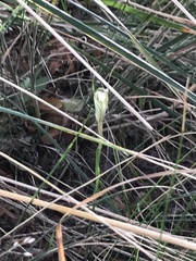 Pterostylis alata
