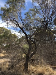 Myoporum platycarpum