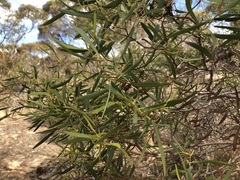 Myoporum platycarpum