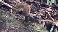 Microsciurus alfari