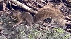 Microsciurus alfari