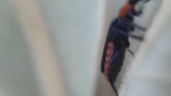 Cantharis marginiventris