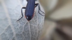 Cantharis marginiventris