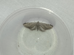 Eupithecia innotata