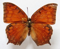 Anaea aidea