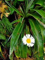 Celmisia verbascifolia