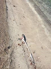 Mustelus