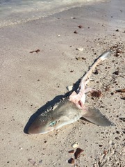 Mustelus
