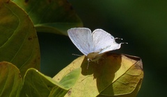 Catochrysops strabo strabo