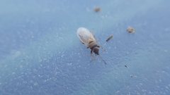 Oxycarenus pallens