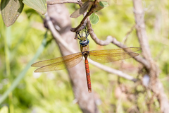 Anax aurantiacus