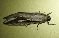 Abantiades labyrinthicus