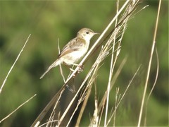 Cisticola exilis