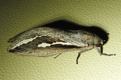 Abantiades labyrinthicus