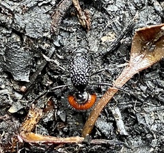 Ephutomorpha distinguenda