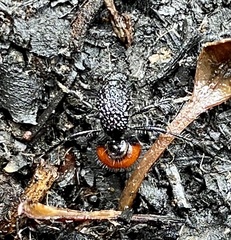 Ephutomorpha distinguenda