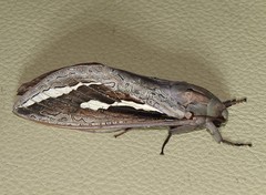 Abantiades labyrinthicus