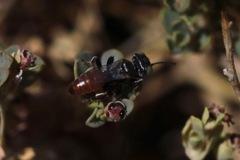 Miscophini