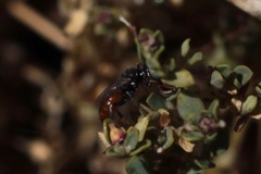 Miscophini