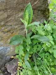 Silene latifolia alba