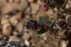 Miscophini