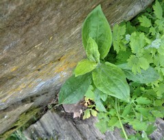 Silene latifolia alba