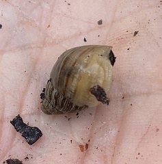 Bothriembryon brazieri