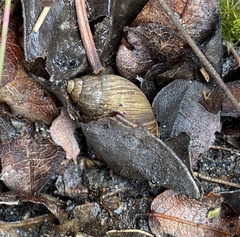 Bothriembryon brazieri