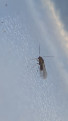 Lachesillidae
