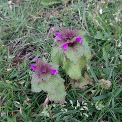 Lamium purpureum