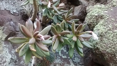 Pachyphytum viride