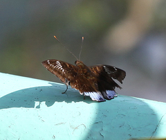 Euthalia phemius phemius