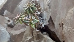 Pachyphytum viride