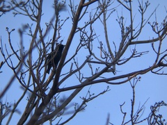 Sturnus