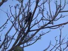 Sturnus