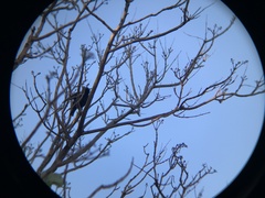 Sturnus