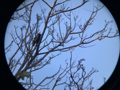 Sturnus
