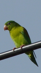 Brotogeris jugularis