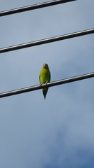 Brotogeris jugularis