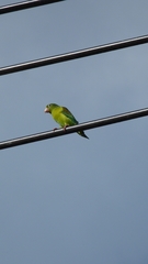 Brotogeris jugularis