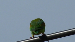 Brotogeris jugularis