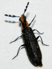 Pyticeroides laticornis