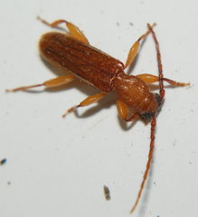 Smodicum cucujiforme