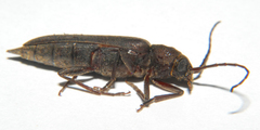 Arhopalus rusticus