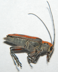 Saperda tridentata