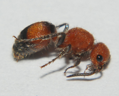 Pseudomethoca simillima