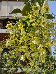 Brachychiton populneus