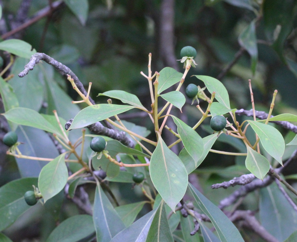 Machilus gamblei; photograph author not stated, no rights reserved